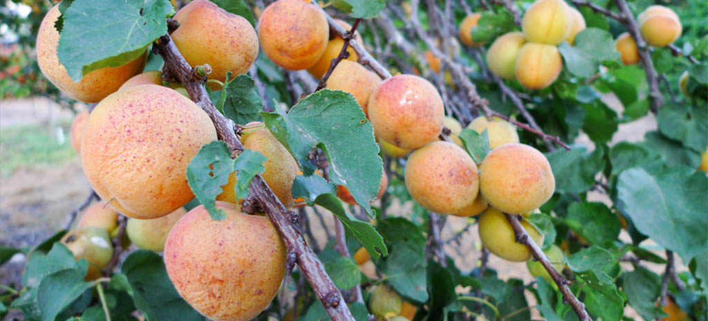 Как вырастить абрикос в средней полосе России?