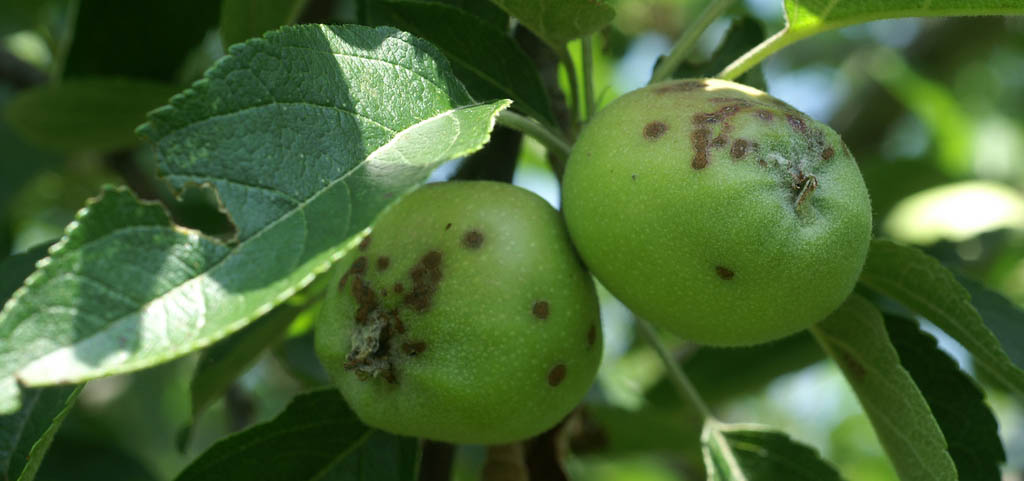Заболевания яблони: 4 самых распространенных и опасных