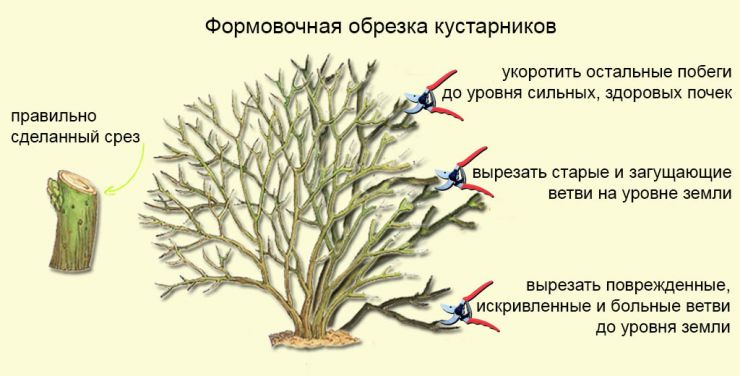 Формовочная обрезка кустарников