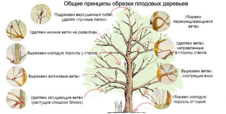 Общие принципы обрезки плодовых деревьев