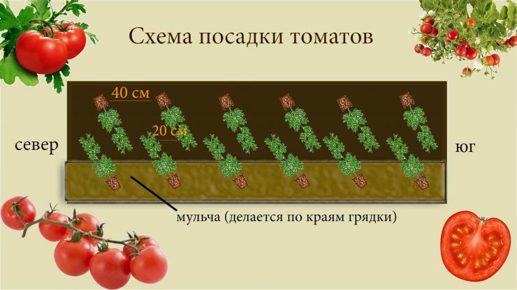 Схема посадки томатов