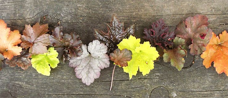У гейхеры самая разнообразная окраска листвы