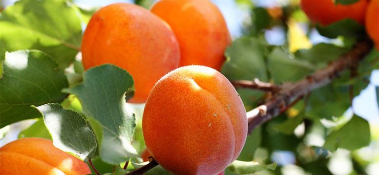 Как вырастить абрикос из косточки на даче